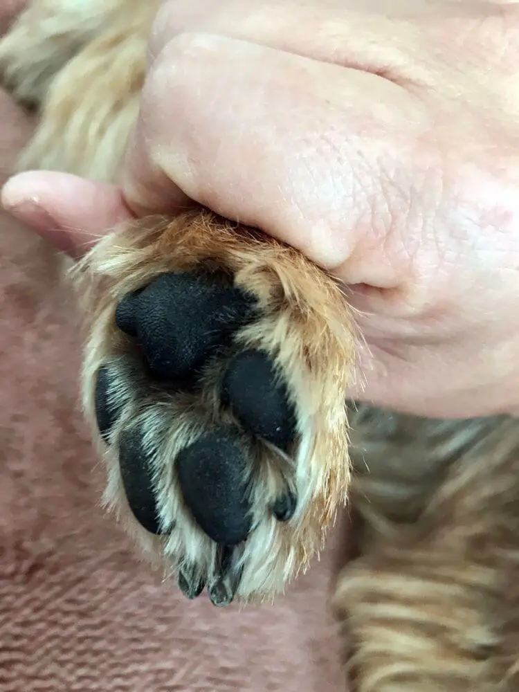 犬の散歩から帰ったら 足 肉球を正しく拭くをグッズ紹介 子犬の記念日