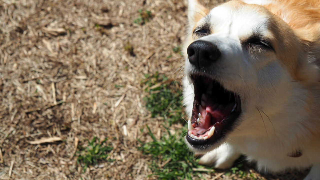 犬が散歩前に吠えるのをやめさせたい 子犬の記念日