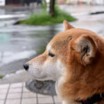 柴犬が動かない　拒否柴！　その理由と解決策は？