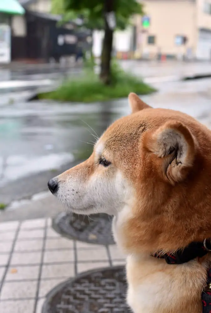 犬も雨では散歩に行きたくない グッズを紹介 小型犬の５割は雨でも散歩 子犬の記念日