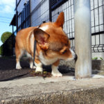 犬に匂いを嗅がれる　飼い主は嗅がれているあいだ、じっと待とう　外の世界のいろいろなニオイを嗅いでいます