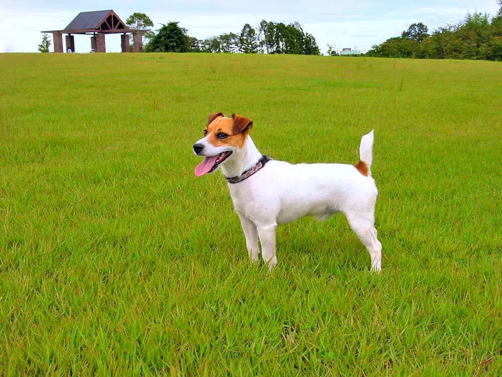 ジャック ラッセル テリアの性格は ジャック ラッセル テリアってどんな犬 子犬の記念日