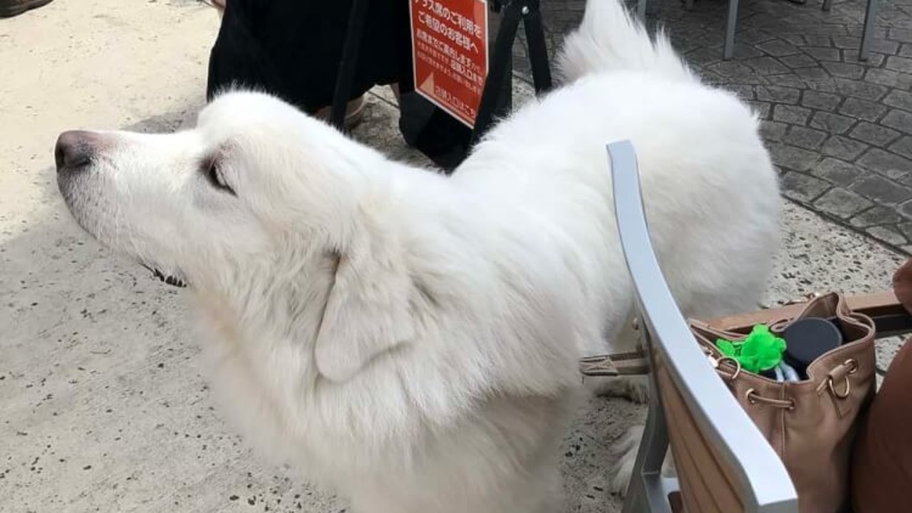 臭わない 毛が抜けない 犬 吠えない犬 飼いにくい 飼いやすいのはどの犬種