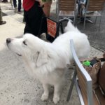 臭わない 毛が抜けない 犬 吠えない犬  飼いやすいのはどの犬種？