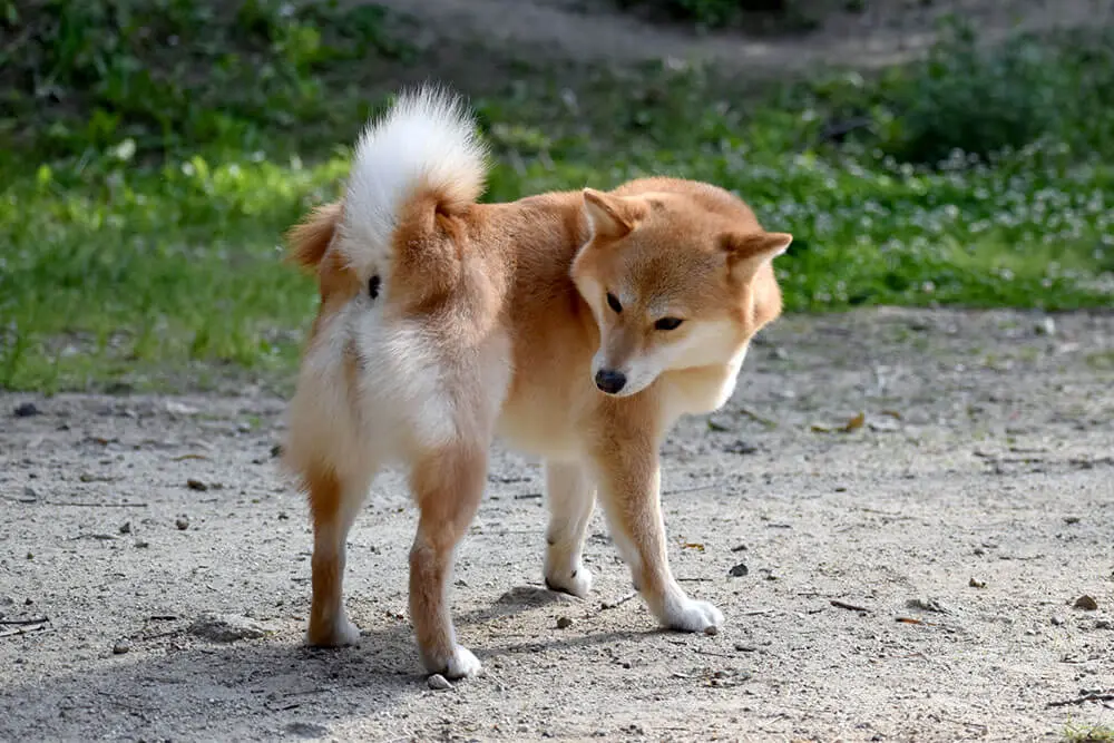 臭くない犬種 臭い犬種 体臭の原因は おならが臭い犬種は ニオイにどう対策しよう 子犬の記念日