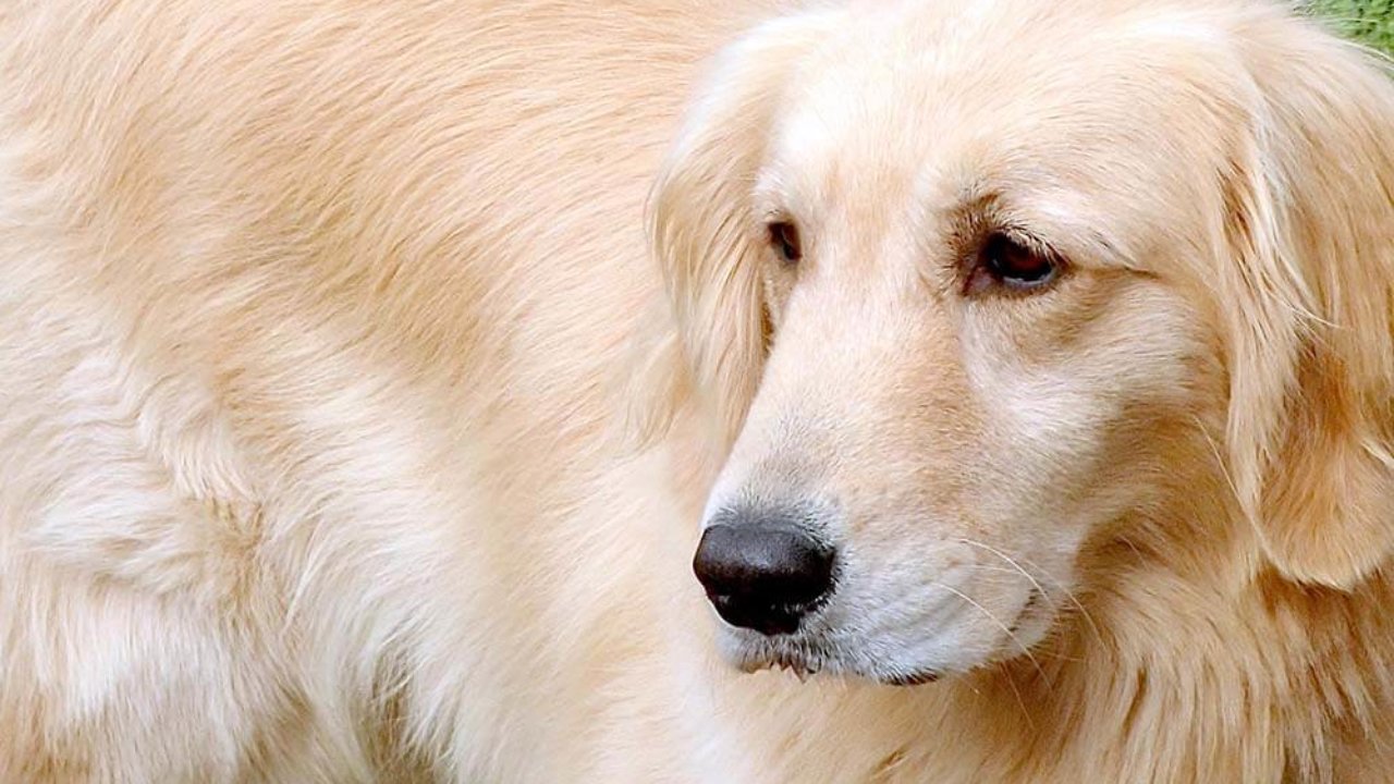 よく吠える犬種 吠えない犬種 性格を知っておこう 無駄吠えをさせないしつけ方 子犬の記念日