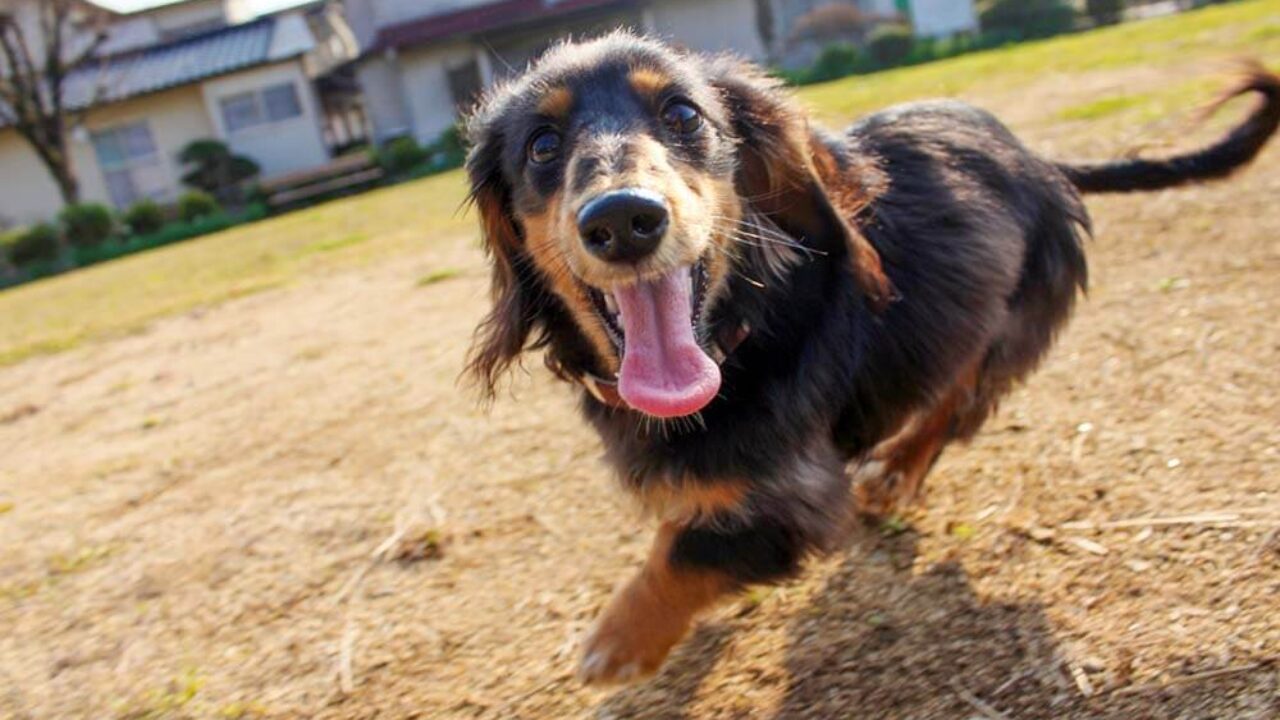 犬は散歩がなぜ好きなのか その理由 犬種別必要な散歩時間 子犬の記念日 犬は散歩がなぜ好きなのか その理由 犬種別必要な散歩時間 子犬の記念日