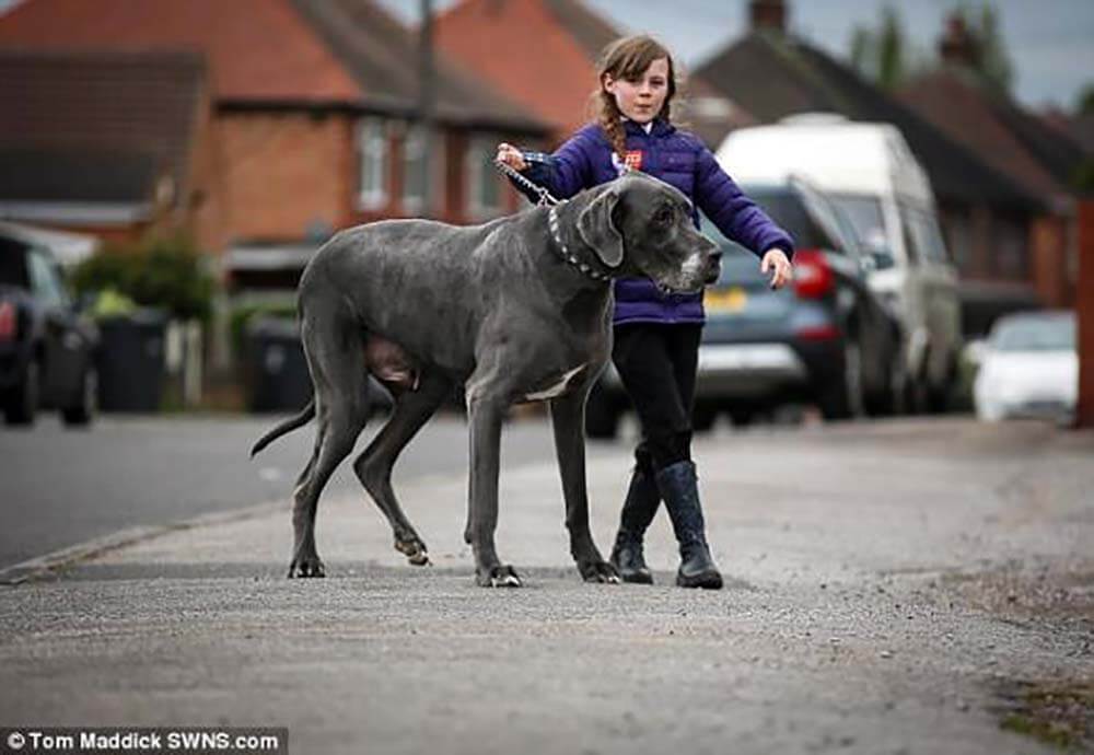 カリオストロの城 犬の名前はカール 犬種はグレートデーン クラリスの犬 ルパン三世 子犬の記念日