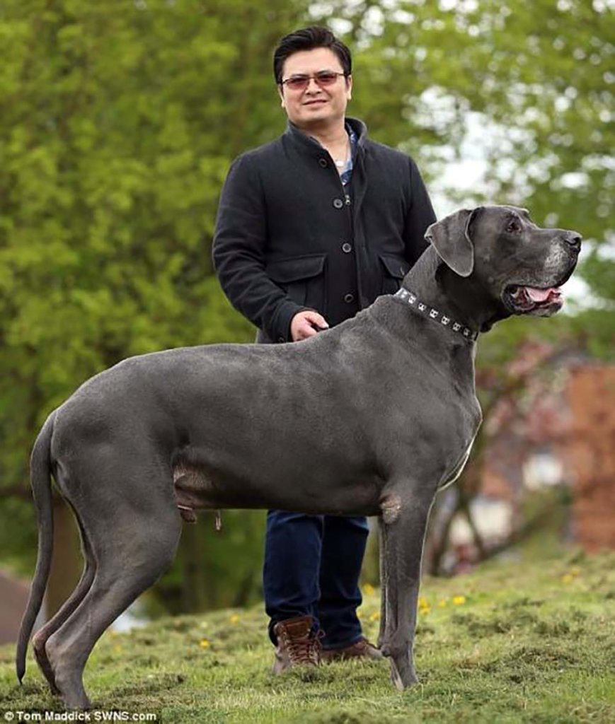 カリオストロの城 犬の名前はカール、犬種はグレートデーン！ クラリスの犬 ルパン三世 子犬の記念日