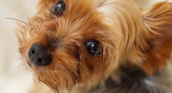 タペタム層 アーカイブ 子犬の記念日