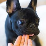犬の耳の種類は？　犬は耳でも気持ちを表す？　犬の耳の掃除のしかたは？