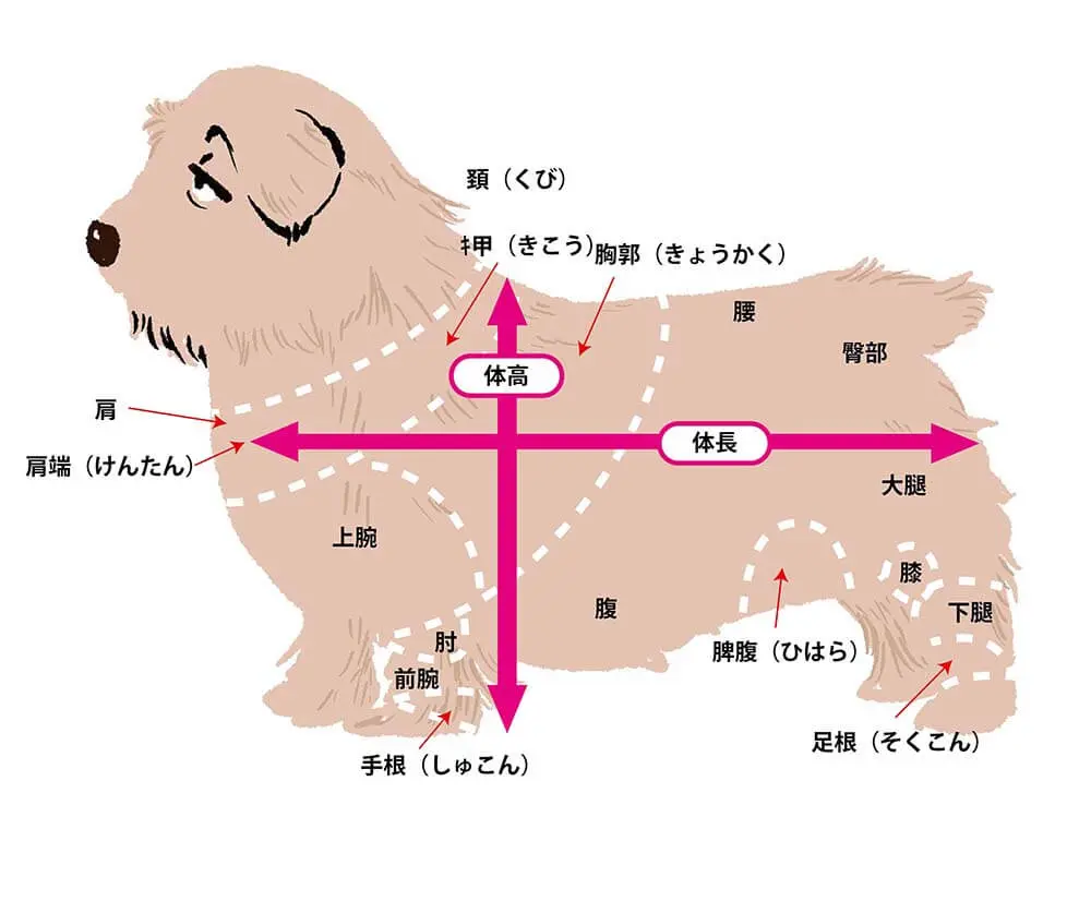 犬の部位の名称や 特徴 犬の目や唾液 しっぽ 肉球の機能について知りたい 子犬の記念日