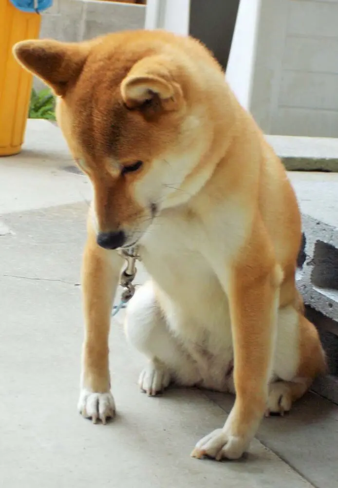 犬とコミュニケーション ボディランゲージを見逃さない さまざまな意味を知ろう 子犬の記念日 犬とコミュニケーション ボディランゲージを見逃さない さまざまな意味を知ろう 子犬の記念日