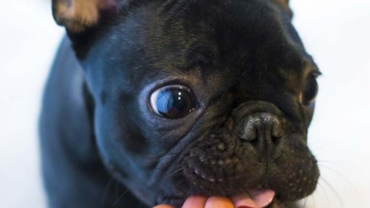 犬が目を合わせない理由がかわいい