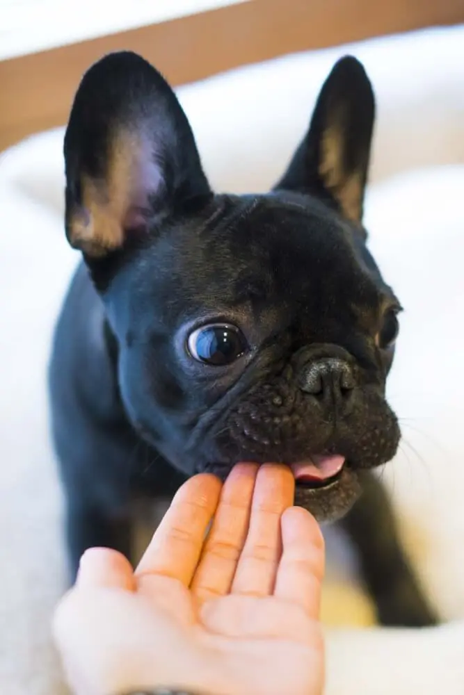 犬が目を合わせない理由がかわいい