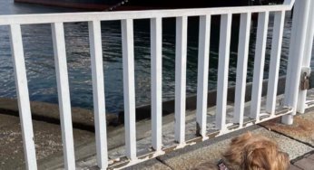 港の見える丘公園 アーカイブ 子犬の記念日