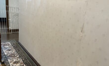 犬にキャベツの芯はあげてはいけない 結石の恐れも 生よりも茹でたほうが吉 子犬の記念日