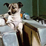 クドリャフカ 宇宙犬は置き去りが前提 犬種と名前、死因は？