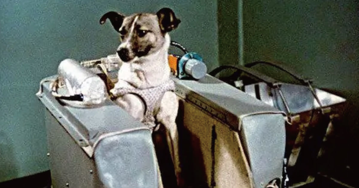 宇宙犬ライカの犬種は？