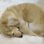犬が丸まって寝るのは寒いから？　夏でもするの？