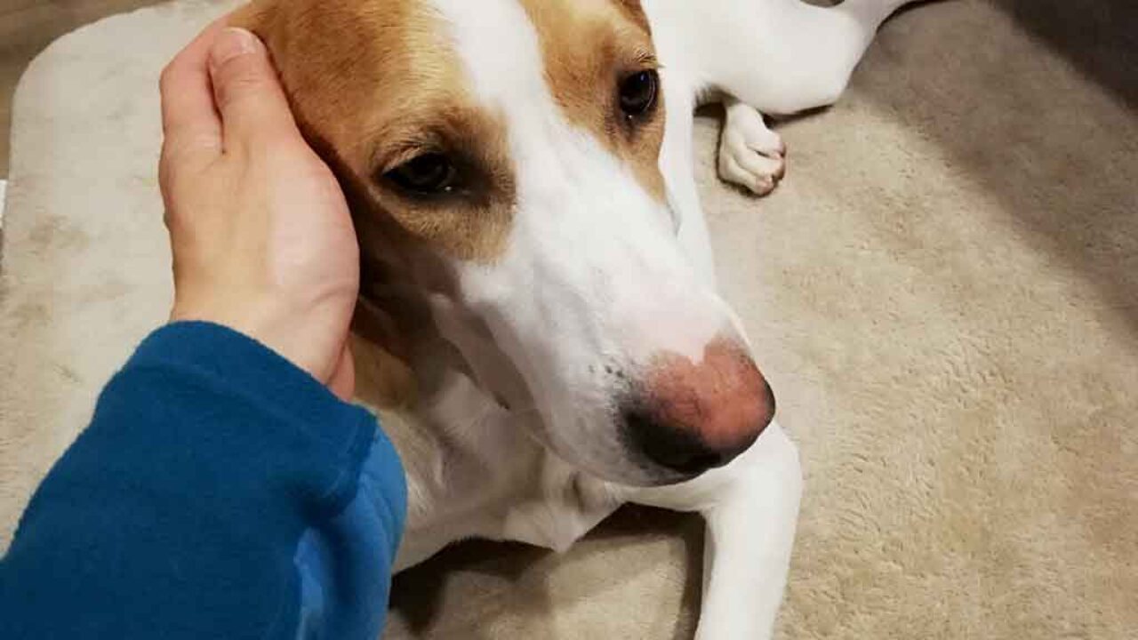 犬が触られて嬉しいところ 嬉しくないところ 子犬の記念日