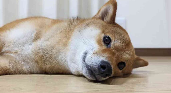 子犬の記念日 愛犬との毎日をもっと素敵なものにする情報をお届けします