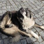 犬に細かいフケがいっぱい！　犬のフケ対策は？