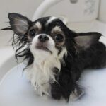 お風呂が好きな犬　嫌いな犬　お風呂に入らないとどうなるの？