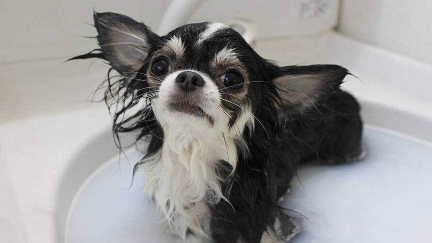 お風呂が好きな犬　嫌いな犬　お風呂に入らないとどうなるの？