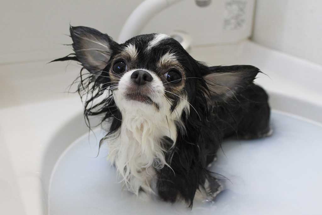 犬 お風呂 好き
