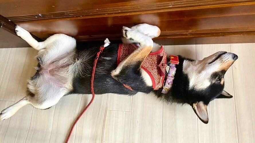 お腹を見せる犬の気持ちはどんなかんじ？