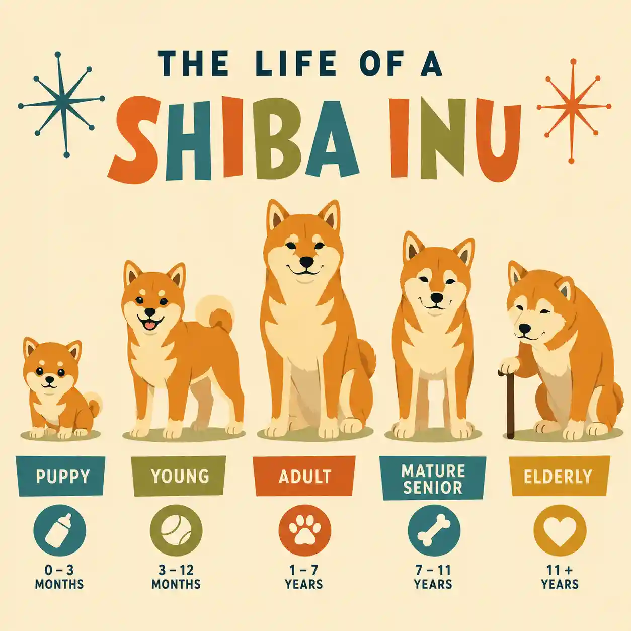 柴犬のライフステージごとのイメージをイラストにしたインフォグラフィック