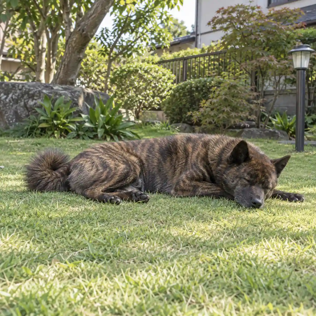 甲斐犬
