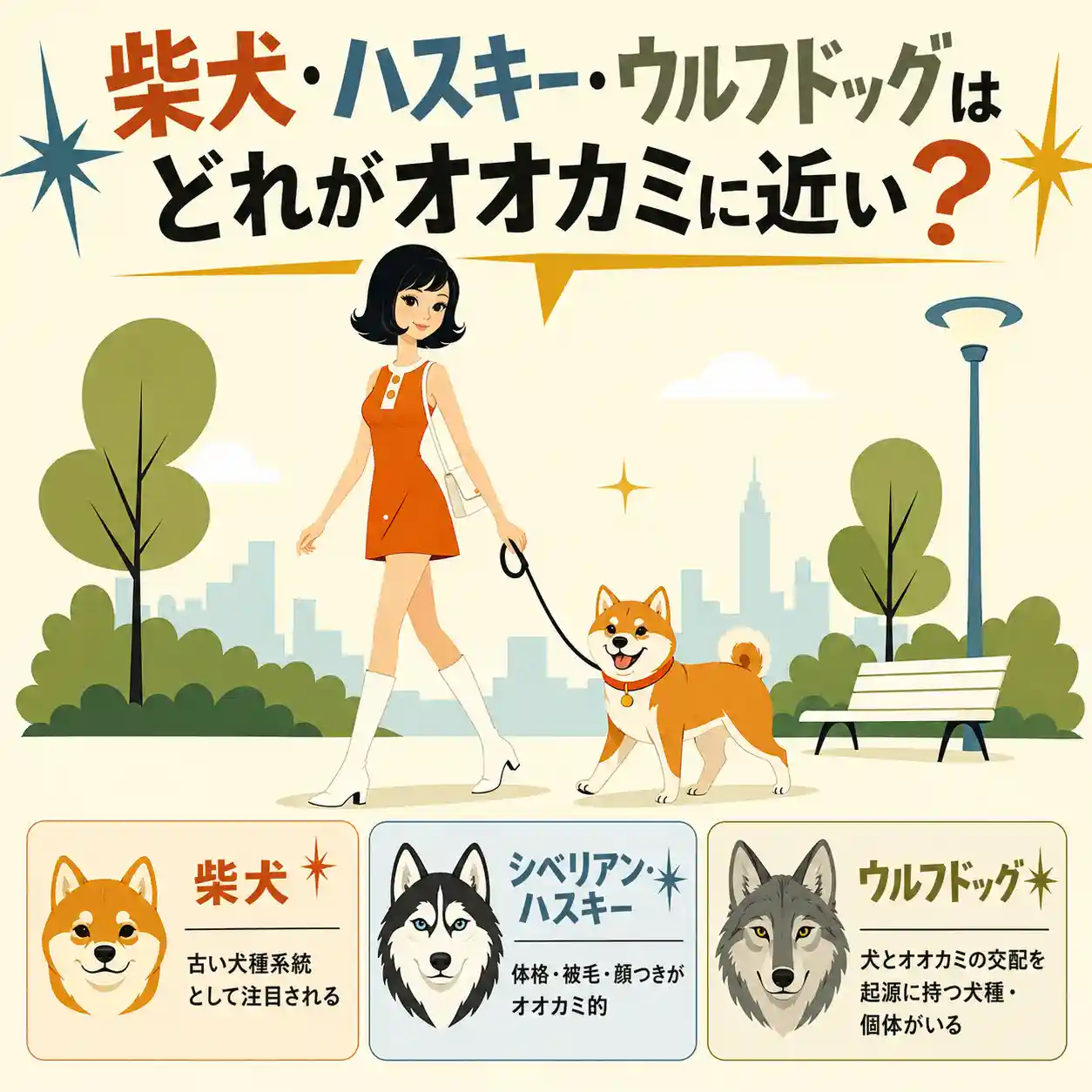 柴犬・ハスキー・ウルフドッグのどれがオオカミに近いかを比較したインフォグラフィック。若い女性が柴犬を散歩し、下部に3犬種の特徴が整理されている。