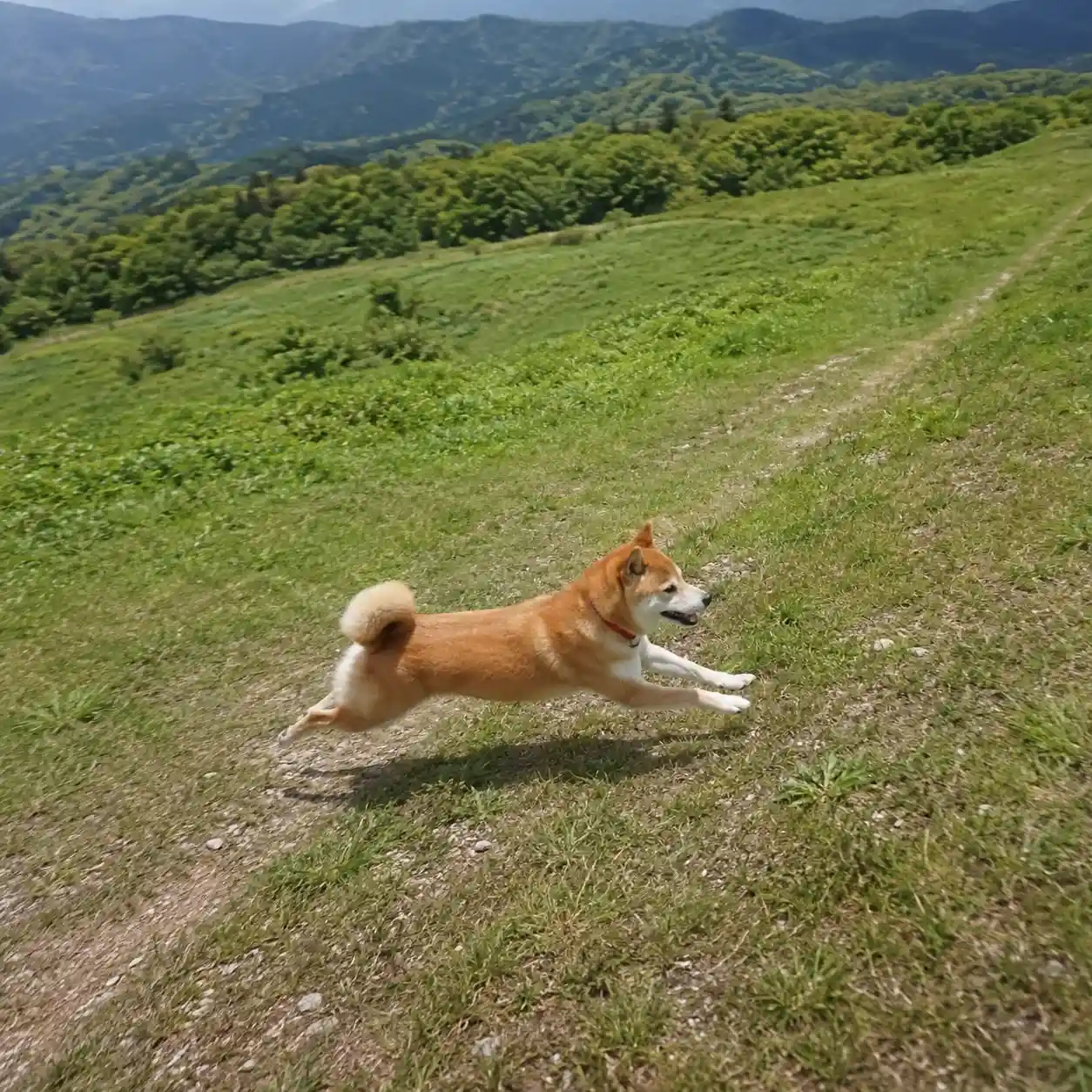 野山を走る柴犬
