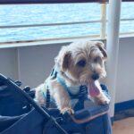 佐渡島　犬連れフェリーの旅　フェリー編